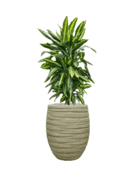 Pflanzen Arrangement „Dracaena fragrans Cintho in Tornado“, Höhe 110-120 cm Baq Design
