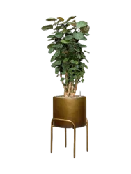 Pflanzen Arrangement „Aralia Fabian in Baq Gradient Elevated“, Höhe 140-150 cm Baq Design