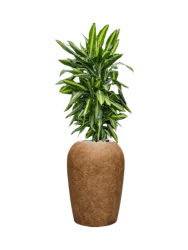 Pflanzen Arrangement „Dracaena fragrans Cintho in Mineral“, Höhe 115-125 cm Baq Design