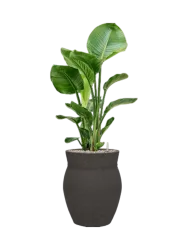 Pflanzen Arrangement „Strelitzia nicolai in Mediterranean“ Baq Design