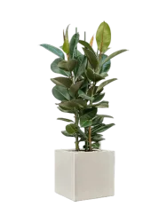 Pflanzen Arrangement „Ficus elastica 'Robusta' Antwerp“ Baq Design