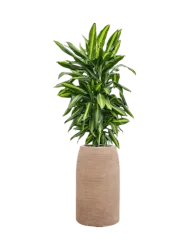 Pflanzen Arrangement „Dracaena fragrans Cintho in Colorado“, Höhe 110-120 cm Baq Design