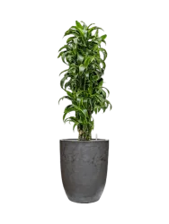 Pflanzen Arrangement „Dracaena fragrans 'Dorado' in Algar“, Höhe 160-170 cm Baq Design