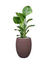 Pflanzen Arrangement „Strelitzia nicolai in Terreno“ Baq Design