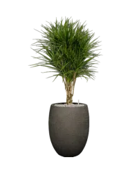 Pflanzen Arrangement „Dracaena marginata in Terreno“, Höhe 140 cm Baq Design