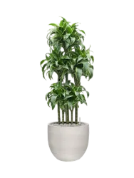Pflanzen Arrangement „Dracaena fragrans 'Dorado' in Terreno“, Höhe 135-140 cm Baq Design