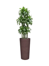 Pflanzen Arrangement „Dracaena fragrans 'Dorado' in Terreno“, Höhe 165-175 cm Baq Design