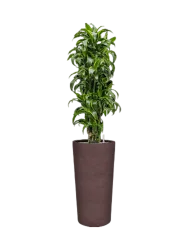 Pflanzen Arrangement „Dracaena fragrans 'Dorado' in Terreno“, Höhe 175-180 cm Baq Design