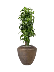 Pflanzen Arrangement „Dracaena fragrans 'Dorado' in Plain“, Höhe 145-155 cm Baq Design
