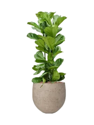 Pflanzen Arrangement „Ficus lyrata in Rough“ Baq Design
