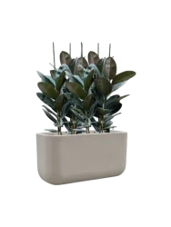 Pflanzen Arrangement „Ficus elastica 'Abidjan' in Seren“ Baq Design