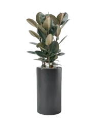 Pflanzen Arrangement „Ficus elastica 'Abidjan' in Basic“, Höhe 145-155 cm Baq Design