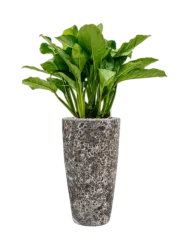 Pflanzen Arrangement „Aglaonema Freedman in Baq Lava“, Höhe 120-130 cm Baq Design