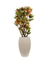 Pflanzen Arrangement „Croton variegatum 'Petra' in Baq Raindrop“, Höhe 145-155 cm Baq Design