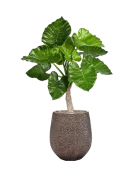Pflanzen Arrangement „Alocasia calidora in Baq Opus Hit“ Ø 60 x 110-120 cm Baq Design