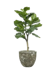 Pflanzen Arrangement „Ficus lyrata in Lava“ Ø 36 x 120-130 cm Baq Design