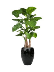 Pflanzen Arrangement „Alocasia calidora in Laos“ Ø 60/ Höhe 170-180 cm Baq Design