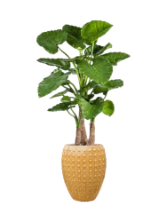 Pflanzen Arrangement „Alocasia calidora in Laos“ Ø 60/ Höhe 170-180 cm Baq Design