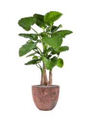 Pflanzen Arrangement „Alocasia Calidora in Lava“ Ø 45 x 160 cm Baq Design