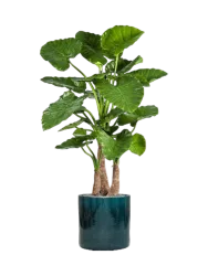 Pflanzen Arrangement „Alocasia Calidora in Cylinder“ Baq Design