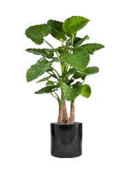 Pflanzen Arrangement „Alocasia Calidora in Cylinder“ Baq Design