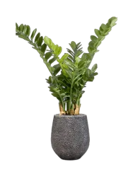 Pflanzen Arrangement „Zamioculcas in Baq Opus Hit“, Höhe 120-130 cm Baq Design