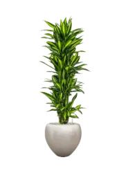 Pflanzen Arrangement „Dracaena fragrans Cintho in Metall Silver Leaf“, Höhe 180-190 cm Baq Design