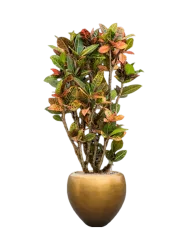 Pflanzen Arrangement „Croton variegatum 'Petra' in Metall Gold Leaf“, Höhe 160-170 cm Baq Design