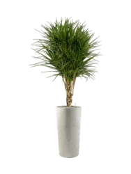Pflanzen Arrangement „Dracaena marginata in Grigio“, Höhe 185 cm Baq Design