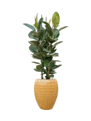 Pflanzen Arrangement „Ficus elastica 'Robusta' in Laos“ Baq Design