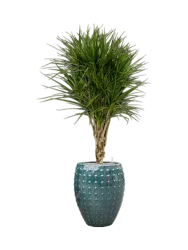 Pflanzen Arrangement „Dracaena marginata in Laos“, Höhe 170 cm Baq Design