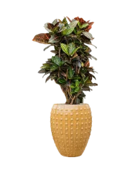 Pflanzen Arrangement „Croton variegatum 'Petra' in Laos“, Höhe 140-150 cm Baq Design