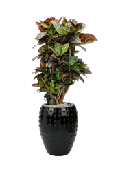 Pflanzen Arrangement „Croton variegatum 'Petra' in Laos“, Höhe 140-150 cm Baq Design