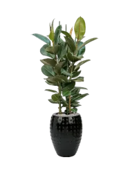 Pflanzen Arrangement „Ficus elastica 'Robusta' in Laos“ Baq Design