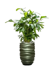 Pflanzen Arrangement „Caryota mitis & Baq Gradient Lee“, Höhe 140-150 cm Baq Design