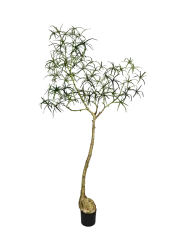 Lebensechte Kunstpflanze „Queensland bottle Tree XL“, Ø 50 x 200 cm Baq Design