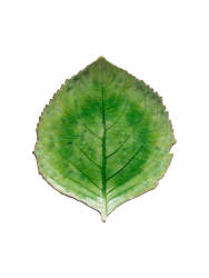 Handgefertigter Salat- & Dessertteller „Riviera Hydrangea leaf“ Costa Nova
