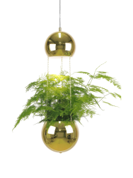 Design Pendellampe und Pflanztopf „Planter Mini“ Ø 18/ H 60 cm - Messing Globen Lighting