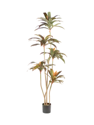 Hochwertige Kunstpflanze „Dracena Roja“ Grün, Braun Schuller
