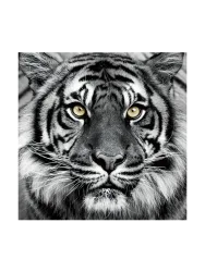image LAND Bild Tiger in Schwarz und Weiss  | Schubiger Möbel