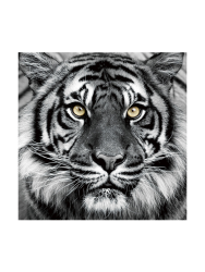 image LAND Bild Tiger in Schwarz und Weiss  | Schubiger Möbel