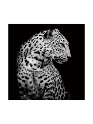 image LAND Digitaldruck auf Glas Leopard in Der Nacht  | Schubiger Möbel