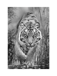 image LAND Digitaldruck auf Glas Tiger Auf Der Jagd  | Schubiger Möbel