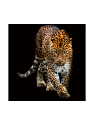image LAND Digitaldruck auf Glas Schleichender Leopard  | Schubiger Möbel