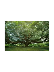 image LAND Digitaldruck auf Glas Gigantischer Baum  | Schubiger Möbel