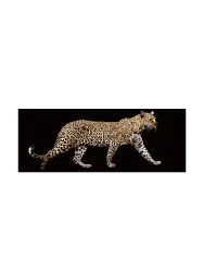 Glasbild „Leo on Tour“ 60 x 160 cm Crea Collection