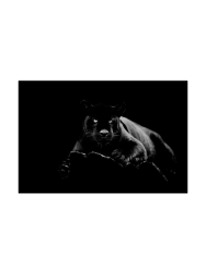 image LAND Digitaldruck auf Glas Panther  | Schubiger Möbel