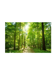 image LAND Digitaldruck auf Glas Waldweg  | Schubiger Möbel
