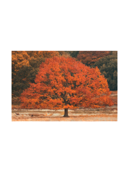 image LAND Digitaldruck auf Acrylglas Herbstbaum  | Schubiger Möbel