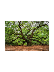 image LAND Digitaldruck auf Glas Verzweigter Baum  | Schubiger Möbel